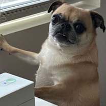 adopt-pet