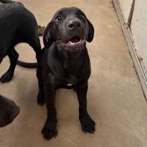 Thumbnail photo of Phoebe #3