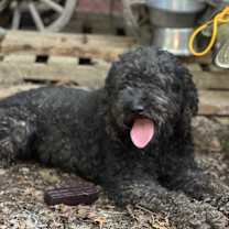 Thumbnail photo of Jerry #1