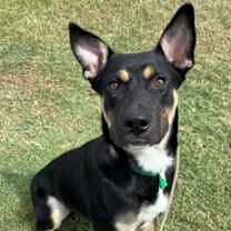 adopt-pet