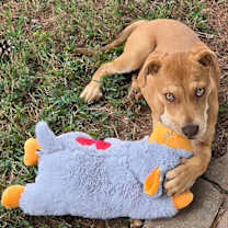 Thumbnail photo of Mam #2