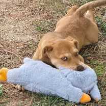 Thumbnail photo of Mam #3