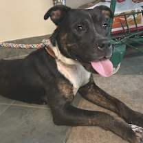 Thumbnail photo of Momo #2