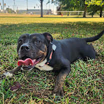 Thumbnail photo of Momo #3