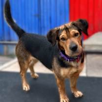 Thumbnail photo of Abby #1