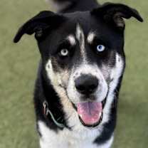 adopt-pet