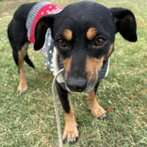 adopt-pet