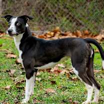 Thumbnail photo of Xena #4