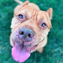 Thumbnail photo of Bailey #1