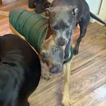 Thumbnail photo of BART - Fostered in Howland #4