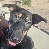 adopt-pet