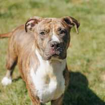 Thumbnail photo of Ponytail #1