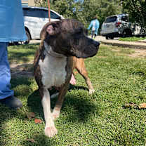 Thumbnail photo of Ponytail #2