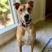 Thumbnail photo of Bagel #2