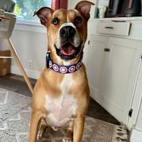 Thumbnail photo of Bagel #4