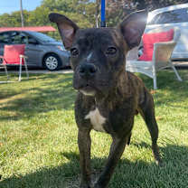 Thumbnail photo of Izzlar #2