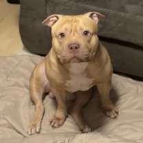 Thumbnail photo of Rocky #3