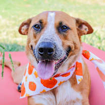 Thumbnail photo of Phoenix #1