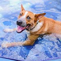 Thumbnail photo of Phoenix #1