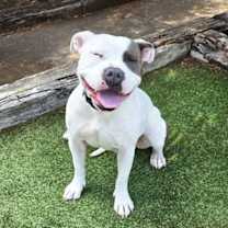 Thumbnail photo of WOW Ms Wynona ~ Pocket American Bully #3