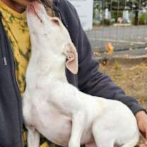 Thumbnail photo of Bonnie #3