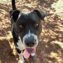 adopt-pet
