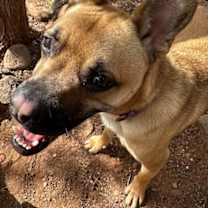 adopt-pet