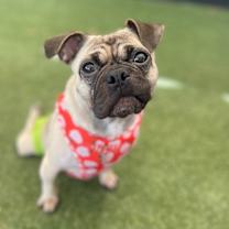 Thumbnail photo of Olive *special needs* #1