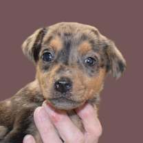 Thumbnail photo of Denny (Carson) (June P1) #3