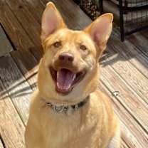 Thumbnail photo of Leo (fka Boo Boo) #1