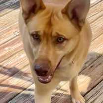 Thumbnail photo of Leo (fka Boo Boo) #2