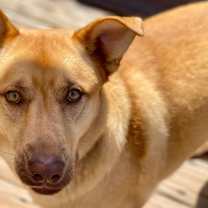 Thumbnail photo of Leo (fka Boo Boo) #4