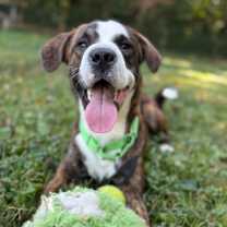 Thumbnail photo of Dirk #3