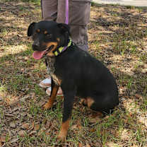 Thumbnail photo of Rusty MC #1