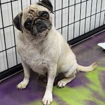 Thumbnail photo of Adoption Pending-Marissa #2