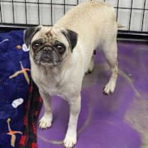 Thumbnail photo of Adoption Pending-Marissa #3