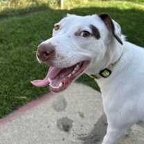 Thumbnail photo of Lacey #2