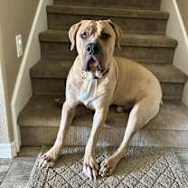 Thumbnail photo of Velvet #4