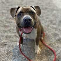 adopt-pet