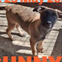 Thumbnail photo of SUNNY #2