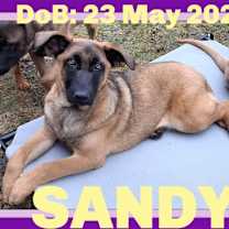 Thumbnail photo of SANDY #4