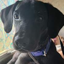 Thumbnail photo of Trooper #2