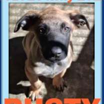 Thumbnail photo of RUSTY #2