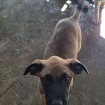 Thumbnail photo of RUSTY #3