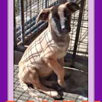 Thumbnail photo of SANDY #2