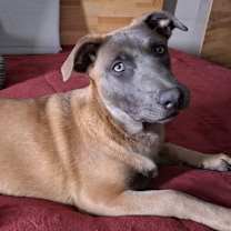 Thumbnail photo of ROBIN #2