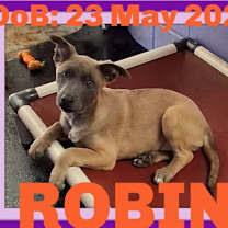 Thumbnail photo of ROBIN #4