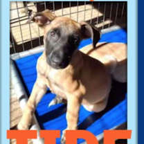 Thumbnail photo of TIDE #4