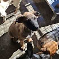 Thumbnail photo of RUSTY #4