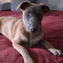 Thumbnail photo of ROBIN #3